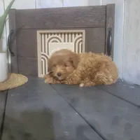 Dennis , a male Poodle - Miniature  for sale in Montgomery, IN – Photo 2 of 5