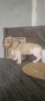 Trina, a female Miniature Dachshund for sale in Montgomery, IN – 5 of 5