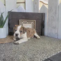 Henry , a male Boston Terrier and Beagle for sale in Montgomery, IN – Photo 4 of 5