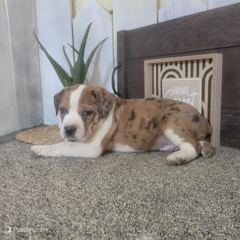 Henry  – Boston Terrier, Beagle puppy for sale in Montgomery, IN