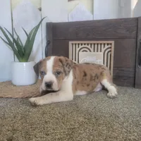 Henry , a male Boston Terrier and Beagle for sale in Montgomery, IN – Photo 2 of 5