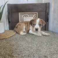 Henry , a male Boston Terrier and Beagle for sale in Montgomery, IN – Photo 5 of 5