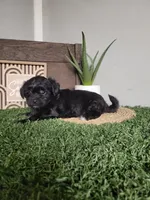 Jase, a male Morkie for sale in Montgomery, IN – 6 of 6