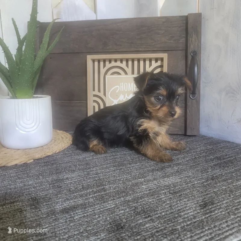 Maggie – Yorkshire Terrier puppy for sale in Montgomery, IN