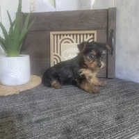 Maggie, a female Yorkshire Terrier for sale in Montgomery, IN – 1 of 5