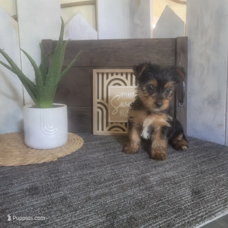Millie – Yorkshire Terrier puppy for sale in Montgomery, IN