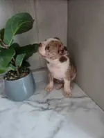 Dillion , a male Boston Terrier for sale in Montgomery, IN – 7 of 8
