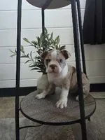 Dillion , a male Boston Terrier for sale in Montgomery, IN – 3 of 8