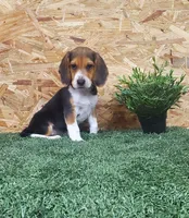 Tator, a male Beagle for sale in Montgomery, IN – 2 of 3