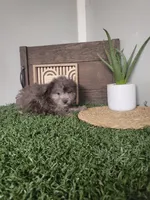 Henry, a male Pomapoo for sale in Montgomery, IN – 3 of 6