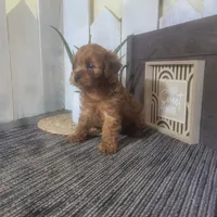 Elmer , a male Yorkipoo for sale in Montgomery, IN – 2 of 5