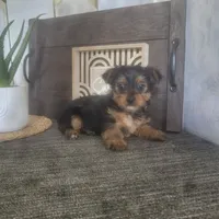 Millie, a female Yorkshire Terrier for sale in Montgomery, IN – 4 of 6