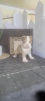 Troy, a male Boston Terrier for sale in Montgomery, IN – 3 of 5