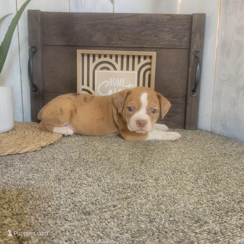 Timmy – Boston Terrier, Beagle puppy for sale in Montgomery, IN