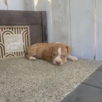 Timmy, a male Boston Terrier and Beagle for sale in Montgomery, IN – Photo 3 of 5