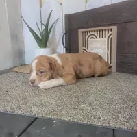 Timmy, a male Boston Terrier and Beagle for sale in Montgomery, IN – Photo 2 of 5