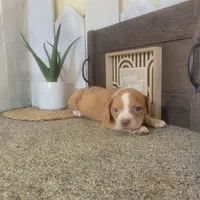 Timmy, a male Boston Terrier and Beagle for sale in Montgomery, IN – Photo 5 of 5