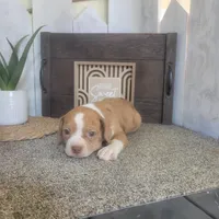 Timmy, a male Boston Terrier and Beagle for sale in Montgomery, IN – Photo 4 of 5