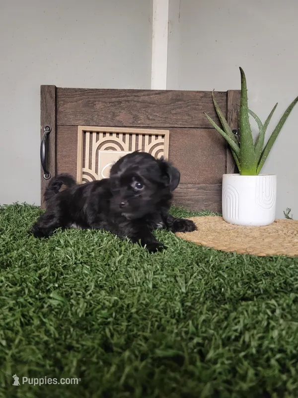 Jase – Morkie puppy for sale in Montgomery, IN