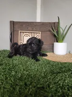 Jase, a male Morkie for sale in Montgomery, IN – 1 of 6