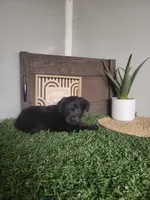 Oscar, a male Miniature Pinscher and Poodle - Miniature  for sale in Montgomery, IN – 2 of 2