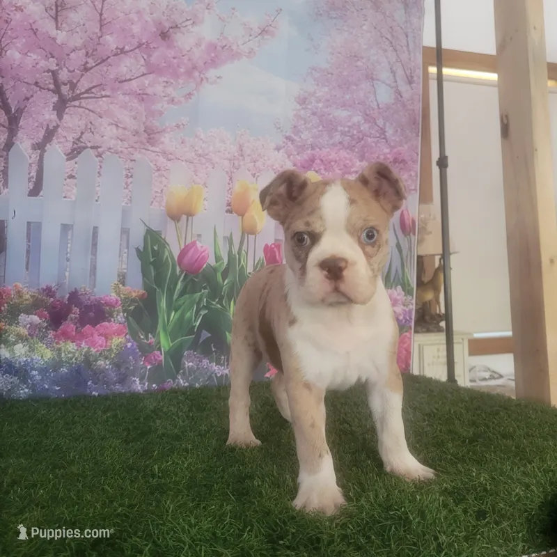 Dillion  – Boston Terrier puppy for sale in Montgomery, IN