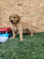 Leo, a male Golden Retriever for sale in Montgomery, IN – 3 of 6