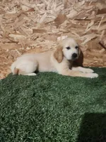 Roger, a male Golden Retriever for sale in Montgomery, IN – 8 of 10