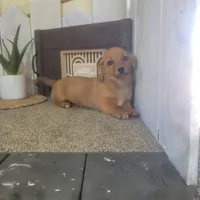 Mandy, a female Pembroke Welsh Corgi and Dachshund for sale in Montgomery, IN – Photo 3 of 5