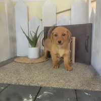 Mandy, a female Pembroke Welsh Corgi and Dachshund for sale in Montgomery, IN – Photo 2 of 5