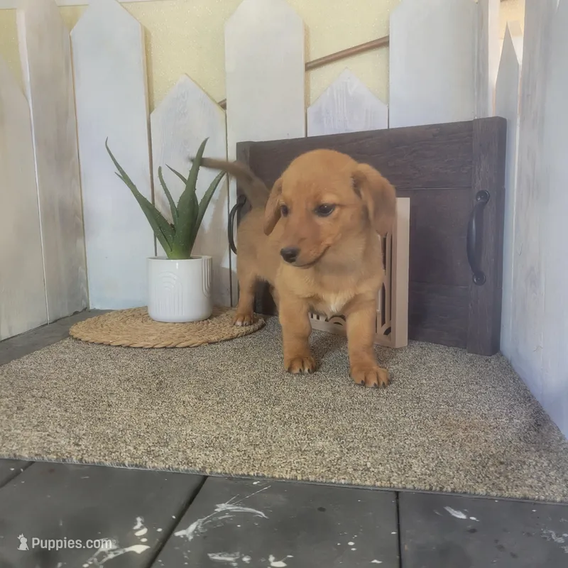 Mandy – Pembroke Welsh Corgi, Dachshund puppy for sale in Montgomery, IN