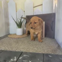 Mandy, a female Pembroke Welsh Corgi and Dachshund for sale in Montgomery, IN – Photo 1 of 5