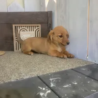 Mandy, a female Pembroke Welsh Corgi and Dachshund for sale in Montgomery, IN – Photo 4 of 5