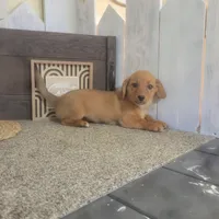 Mandy, a female Pembroke Welsh Corgi and Dachshund for sale in Montgomery, IN – Photo 5 of 5