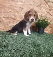 Tator, a male Beagle for sale in Montgomery, IN – 3 of 3
