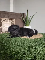 Jase, a male Morkie for sale in Montgomery, IN – 5 of 6