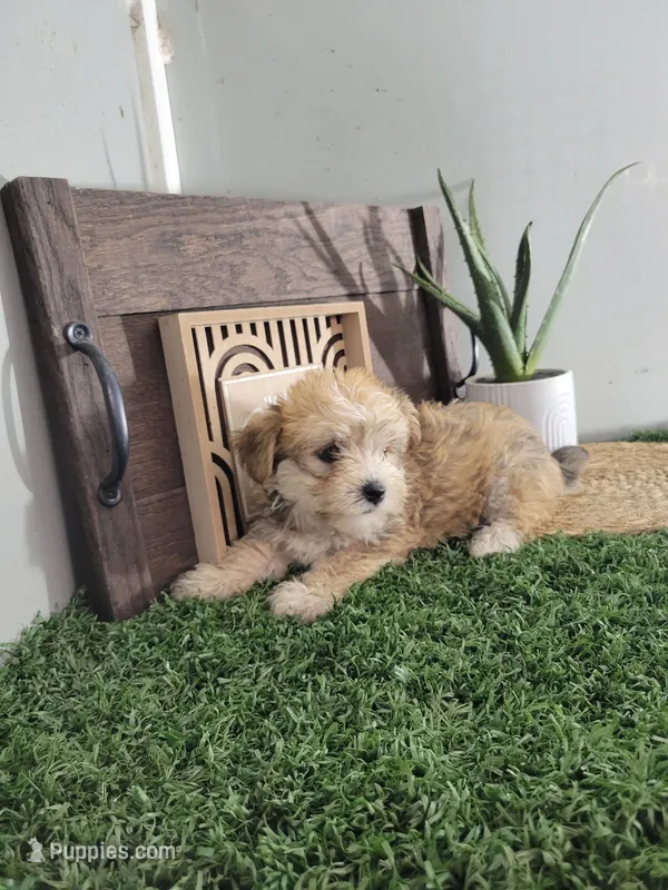 Evan – Morkie puppy for sale in Montgomery, IN