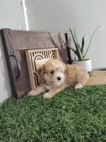 Evan, a male Morkie for sale in Montgomery, IN – 1 of 4