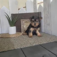 Linda , a female Yorkshire Terrier for sale in Montgomery, IN – Photo 2 of 4