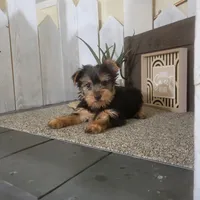 Linda , a female Yorkshire Terrier for sale in Montgomery, IN – Photo 1 of 4