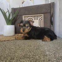 Linda , a female Yorkshire Terrier for sale in Montgomery, IN – Photo 3 of 4