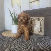 Elmer , a male Yorkipoo for sale in Montgomery, IN – 5 of 5
