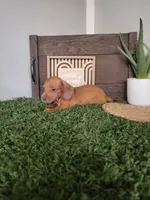 Cecil, a male Dachshund for sale in Montgomery, IN – 4 of 4