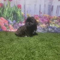 Lila, a female Havanese for sale in Montgomery, IN – 5 of 5
