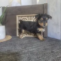 Izzy, a female Yorkshire Terrier for sale in Montgomery, IN – 4 of 6