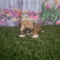 Lacy, a female Havanese for sale in Montgomery, IN – 4 of 5
