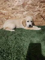 Roger, a male Golden Retriever for sale in Montgomery, IN – 5 of 10