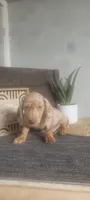 Thomas, a female Miniature Dachshund for sale in Montgomery, IN – 4 of 5