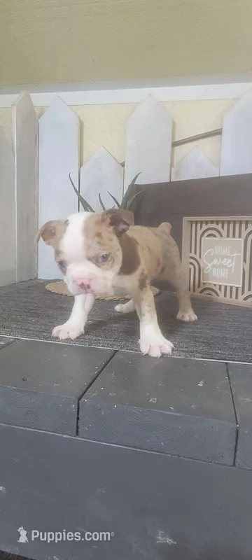 Oliver, a male Boston Terrier for sale in Montgomery, IN – 1 of 7