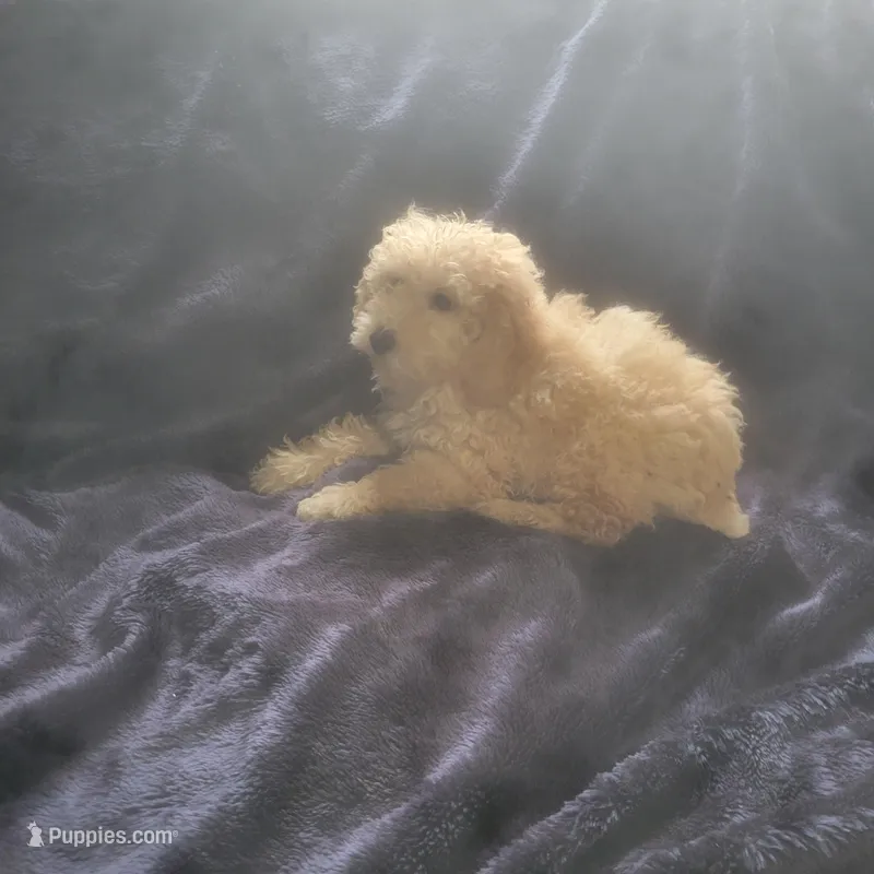 Eddy  – Poodle - Miniature  puppy for sale in Montgomery, IN